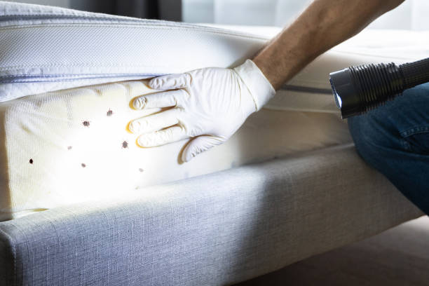 Best Affordable Pest Control Services  in Midway, AR
